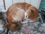 Photo Shiba Inu