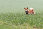 Photo Shiba Inu