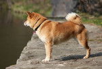 Photo Shiba Inu