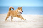 Photo Shiba Inu