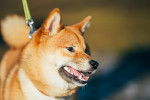 Photo Shiba Inu
