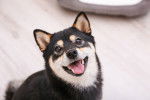 Photo Shiba Inu