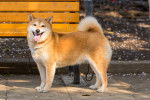 Photo Shiba Inu