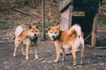 Photo Shiba Inu