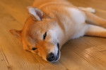 Un Shiba Inu allongé sur un parquet en bois
