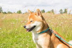 Photo Shiba Inu