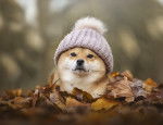 Un Shiba Inu qui porte un bonnet est allongé dans des feuilles