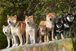 Un groupe de Shiba Inus qui se tiennent debout sur un rocher