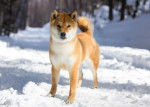 Photo Shiba Inu