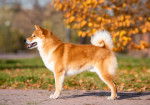 La morphologie d'un Shiba Inu vu de profil