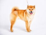 Photo Shiba Inu