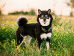 Photo Shiba Inu