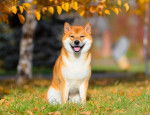 Photo Shiba Inu
