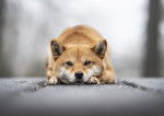 Un Shiba Inu allongé la tête entre les pattes sur un sol bétonné 