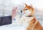 Une femme et son Shiba Inu font un high-five