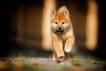 Un jeune Shiba Inu qui court vers l'objectif