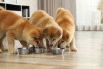 Plusieurs jeunes Shiba Inus mangent dans des gamelles
