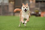 Photo Shiba Inu