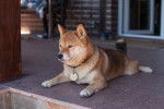 Un Shiba Inu surveille son domicile