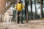 Un Shiba Inu qui fait un trek avec son maitre 