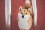 Photo Shiba Inu