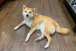 Un Shiba Inu allongé sur un plancher et regardant vers la caméra
