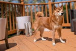 Un Shiba Inu sur une terasse et semblant détendu 