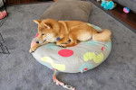 Un Shiba Inu allongé sur un lit pour chien et portant un collier autour du cou