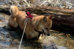 Un Shiba Inu dans l'eau et qui est tenu en laisse 