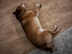 Un Shiba Inu allongé sur un plancher et portant un collier autour du cou