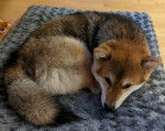 Un Shiba Inu allongé sur un tapis et semblant détendu
