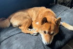 Un Shiba Inu allongé sur un fauteuil et semblant détendu 