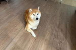 Un Shiba Inu allongé sur un plancher et semblant détendu