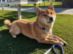 Un Shiba Inu sur une surface gazonnée et qui est tenu en laisse 