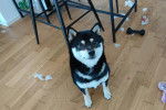 Un Shiba Inu assis sur un plancher et regardant vers la caméra 