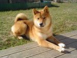 Enza - Shiba Inu Femelle