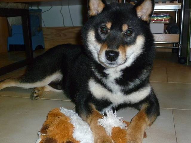 Yuki - Shiba Inu Mâle (2 ans)