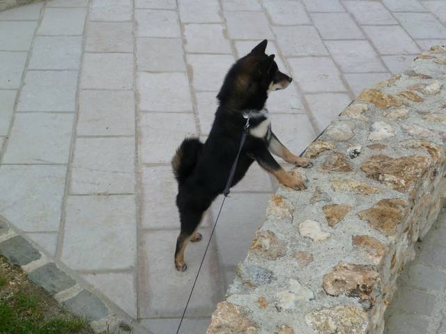 Yuki - Shiba Inu Mâle (2 ans)