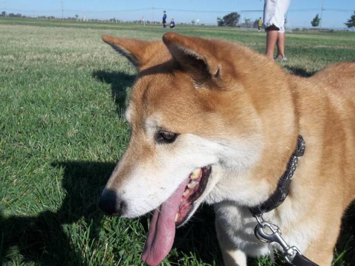 Kalev - Shiba Inu Mâle (12 ans)