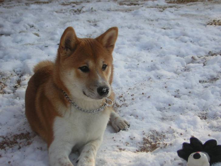 Shailo première neige - Shiba Inu