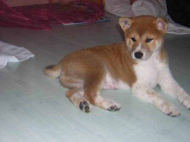 Shailo bb - Shiba Inu