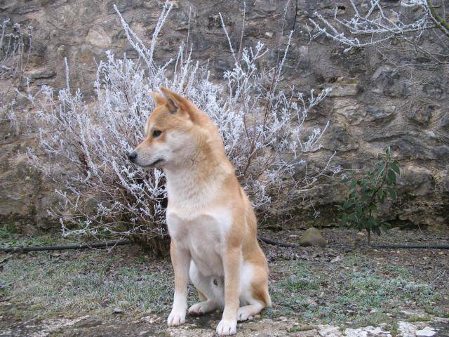 shiba inu - Shiba Inu