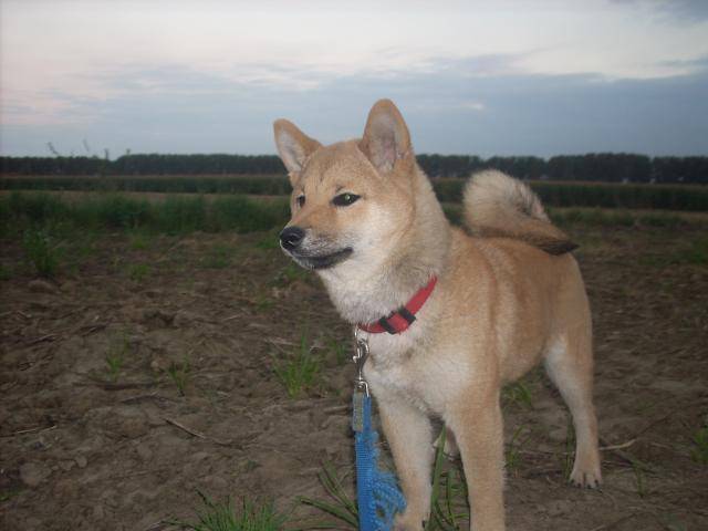 shiba inu CADWAN - Shiba Inu
