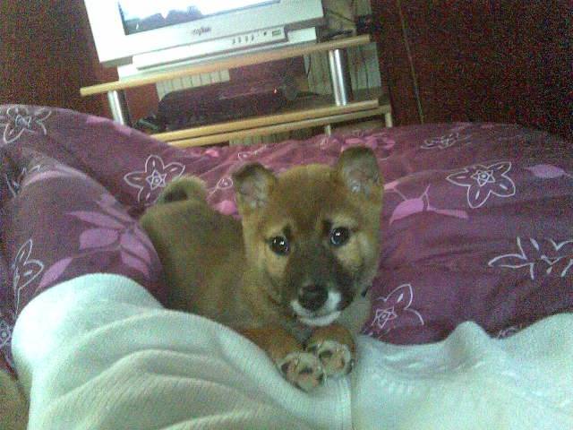 Shiba inu - Shiba Inu