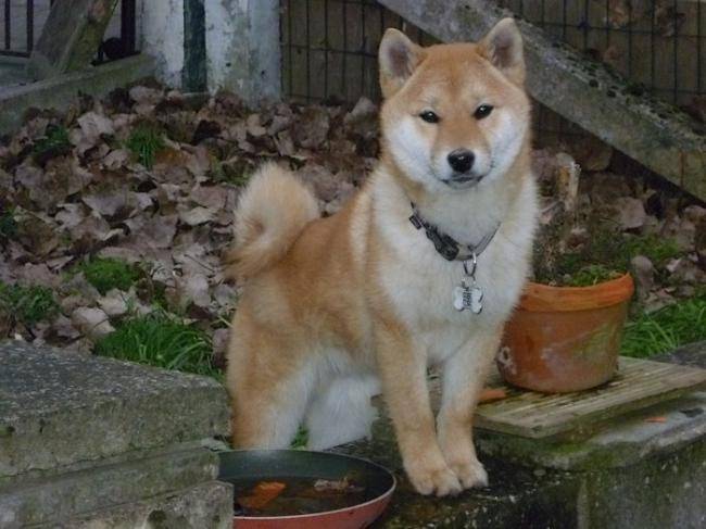 Wakamatsu shiba inu mâle de 6 mois - Shiba Inu (6 mois)