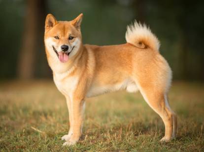 Taille & poids du Shiba Inu