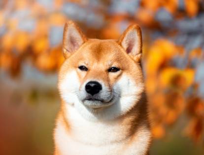Un Shiba roux et blanc en automne
