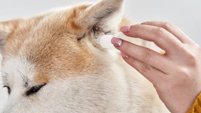 Un Shiba Inu en train de se faire nettoyer les oreilles