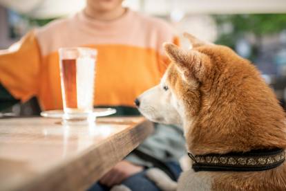 Un Shiba Inu en train de fixer un verre d'eau