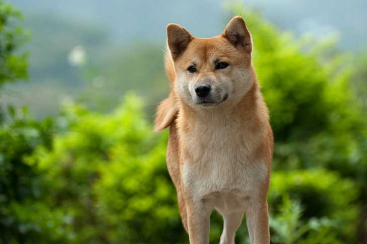 Photo Shiba Inu